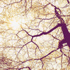 Komar Sunshine Fototapete 250x250cm 5 bahnen | Yourdecoration.de