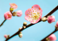 Komar Peach Blossom Fototapete 350x250cm 7 bahnen | Yourdecoration.de